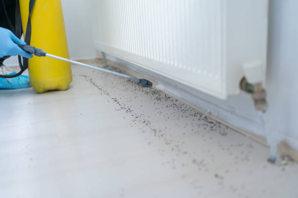 Best Wasp Removal Services  in Beacon Square, FL